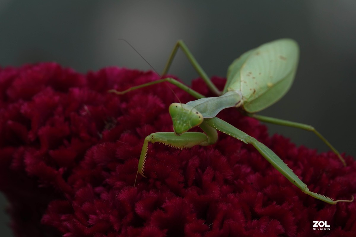 胖卡试机，恳请摄友们批评指导。