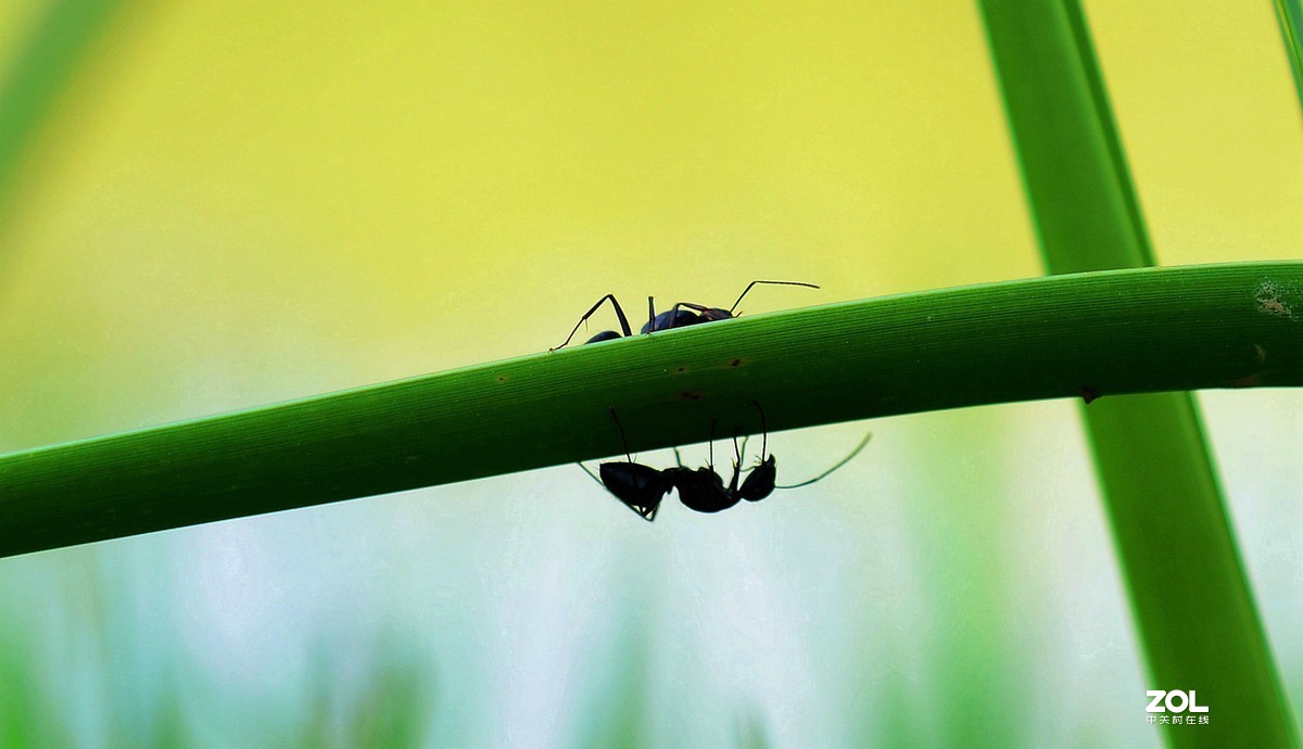 微距拍摄二个可爱小蚂蚁