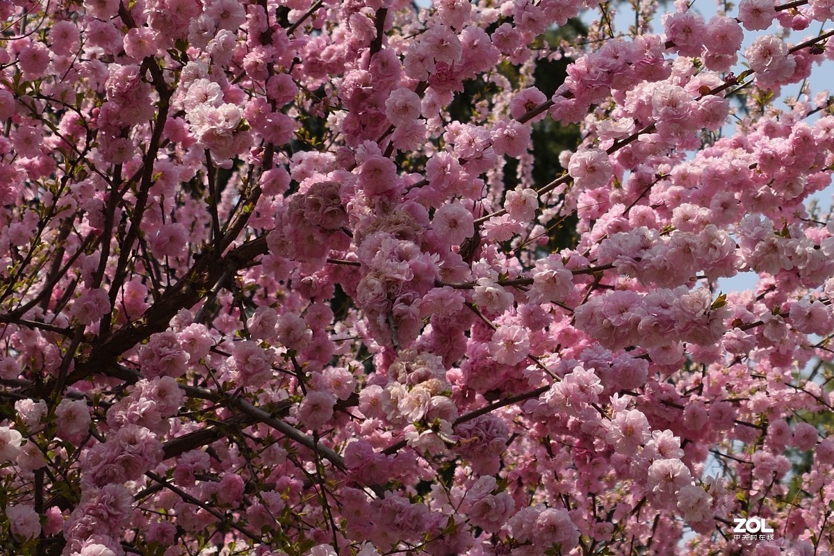 学了一点点后期，来纪念一下我的这支腾龙B018。