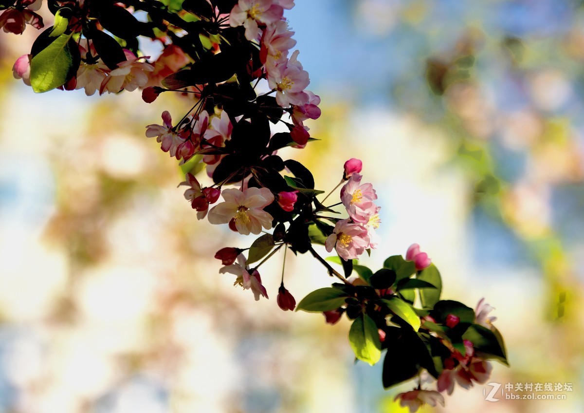 娇柔艳丽的西府海棠