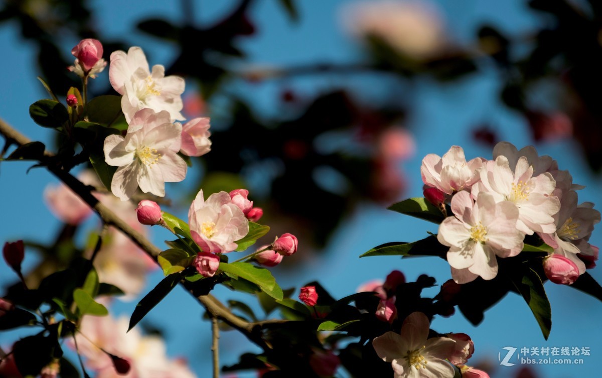 娇柔艳丽的西府海棠