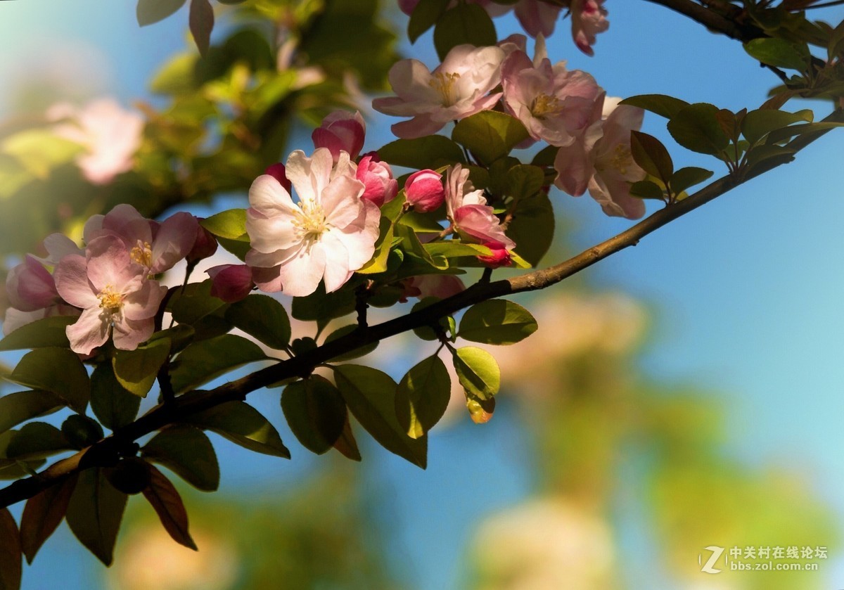 娇柔艳丽的西府海棠