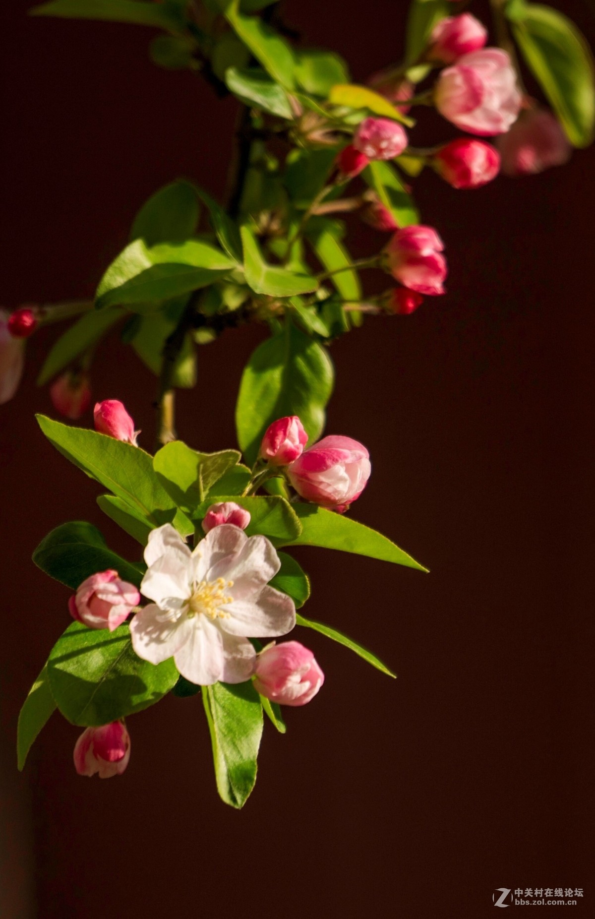 娇柔艳丽的西府海棠