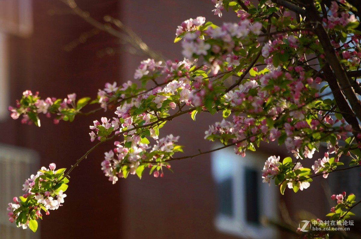 娇柔艳丽的西府海棠