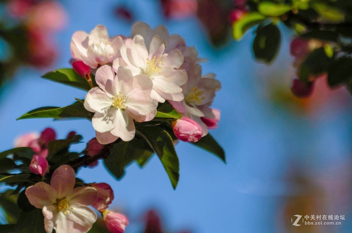 娇柔艳丽的西府海棠