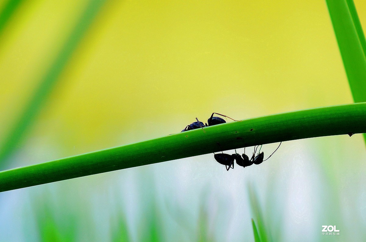 微距拍摄二个可爱小蚂蚁