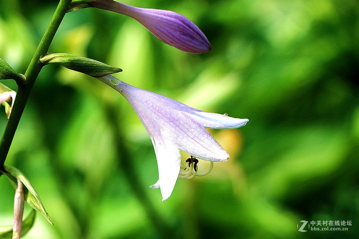 2015年059贴——玉簪花