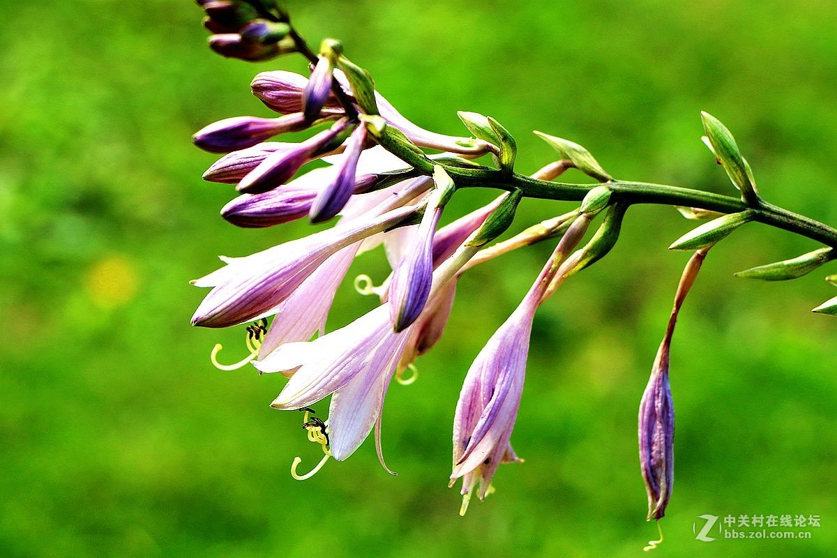 2015年059贴——玉簪花