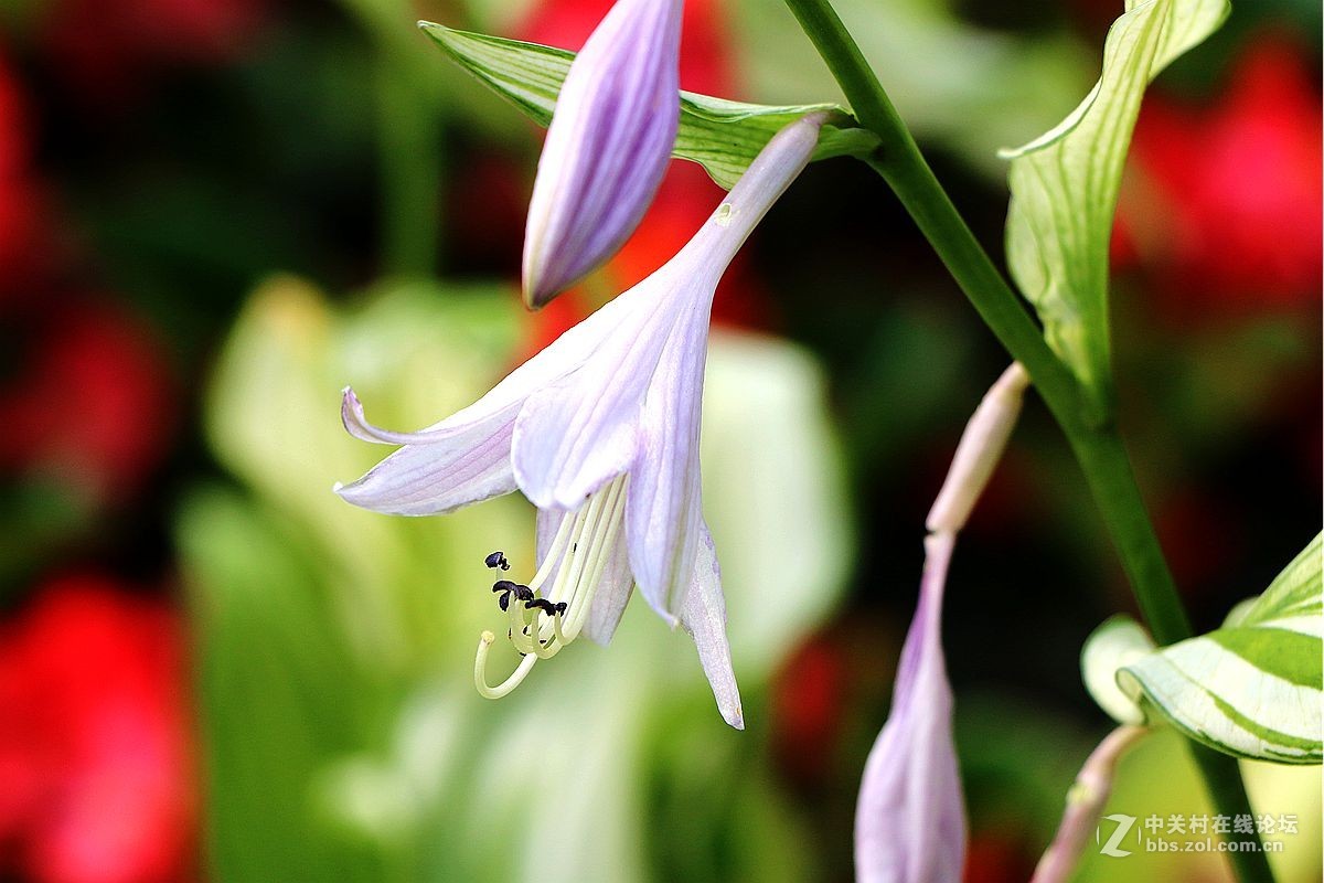 2015年059贴——玉簪花