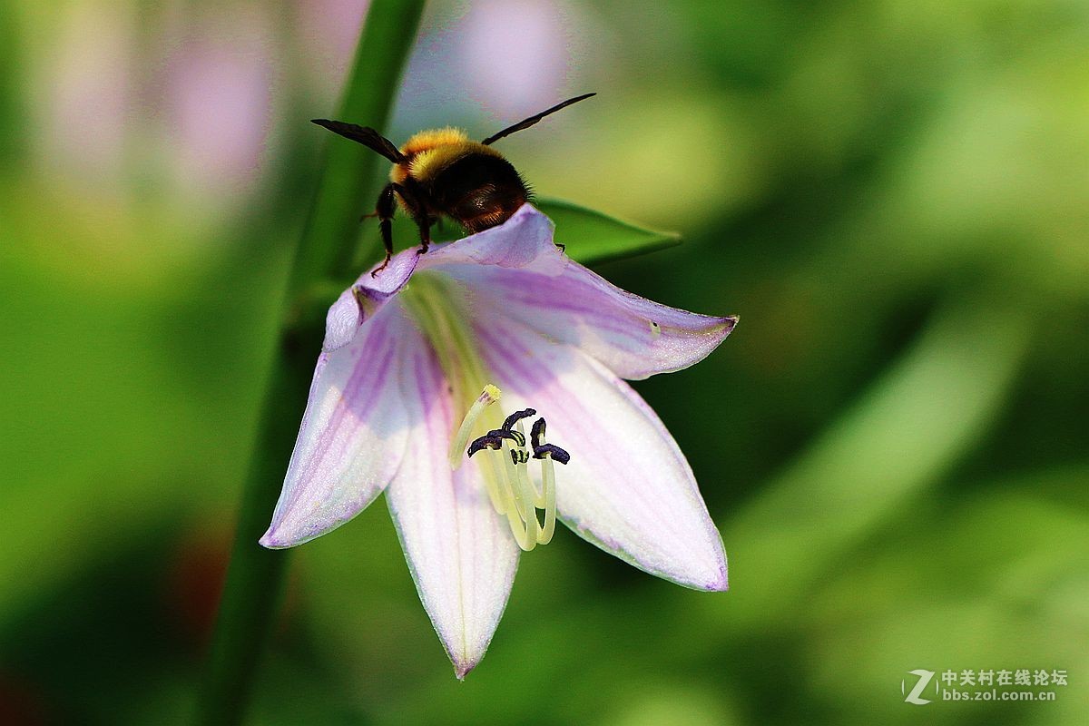 2015年059贴——玉簪花