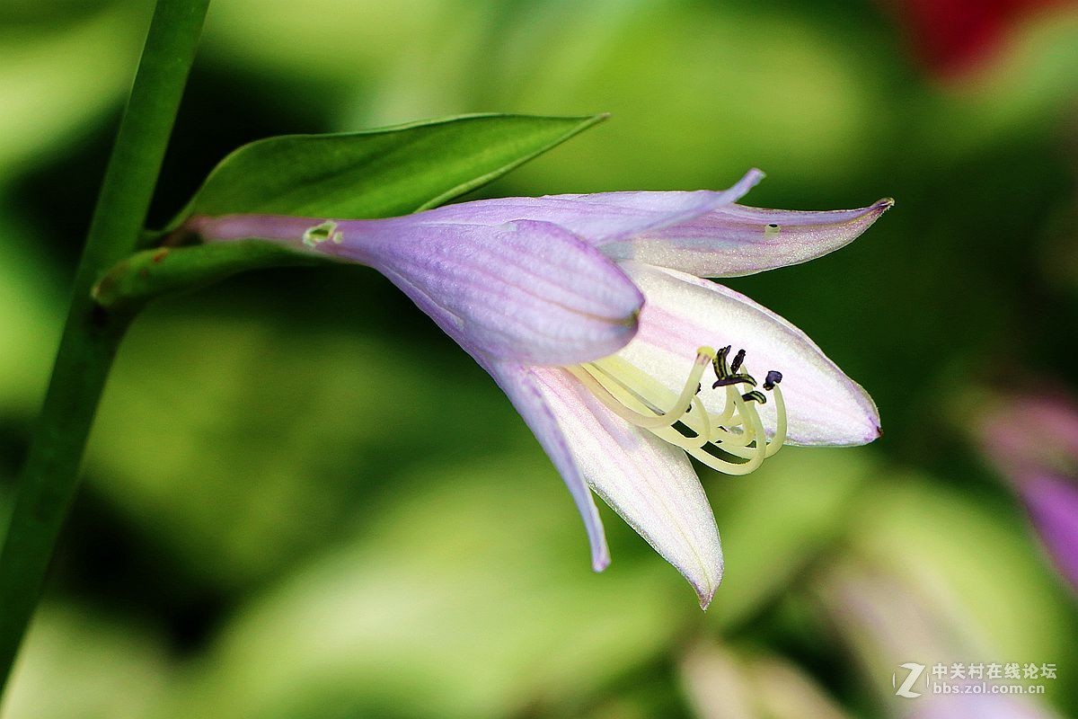 2015年059贴——玉簪花