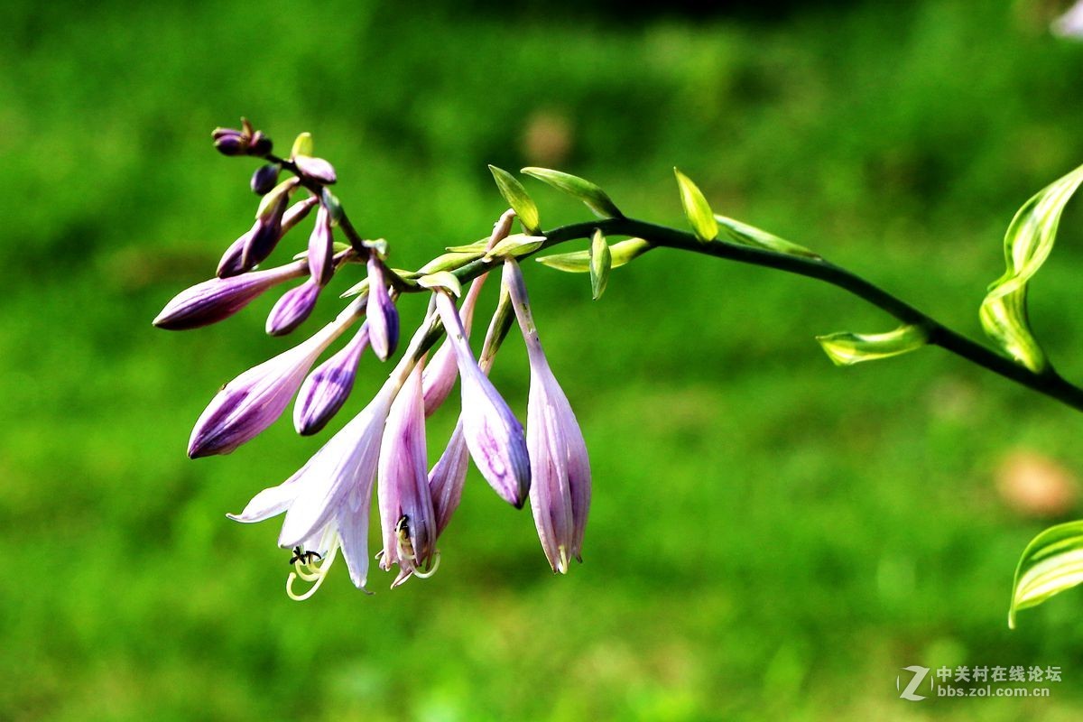 2015年059贴——玉簪花