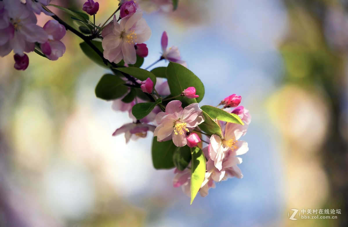 娇柔艳丽的西府海棠