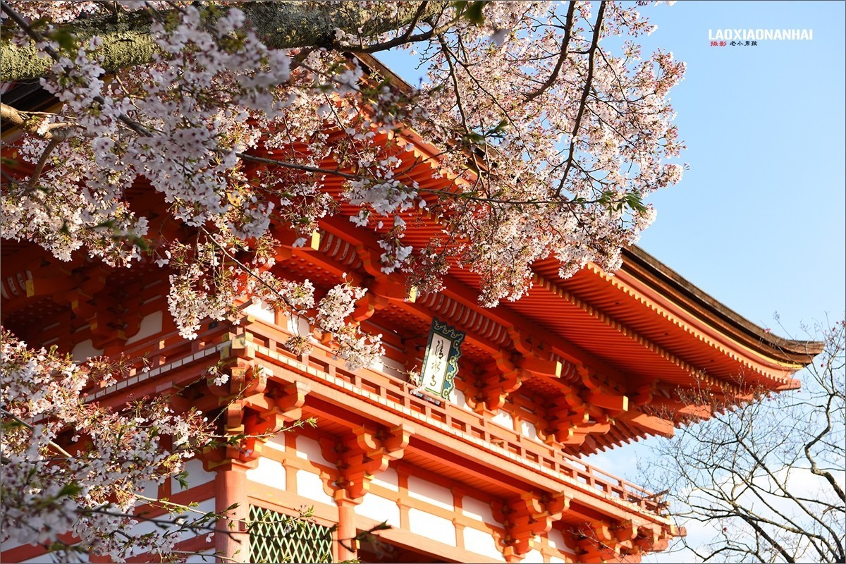 2019年第205贴京都清水寺的樱花0527f