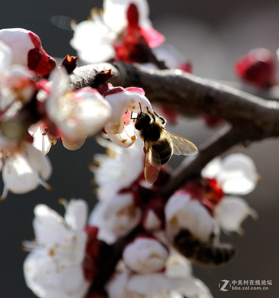 一年一度的杏花开了.用大白拍几张杏花请各位老师光临指导