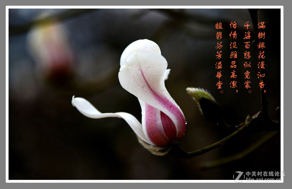 #最佳花卉作品赏析#【绚丽玉兰】 （老阿推荐）