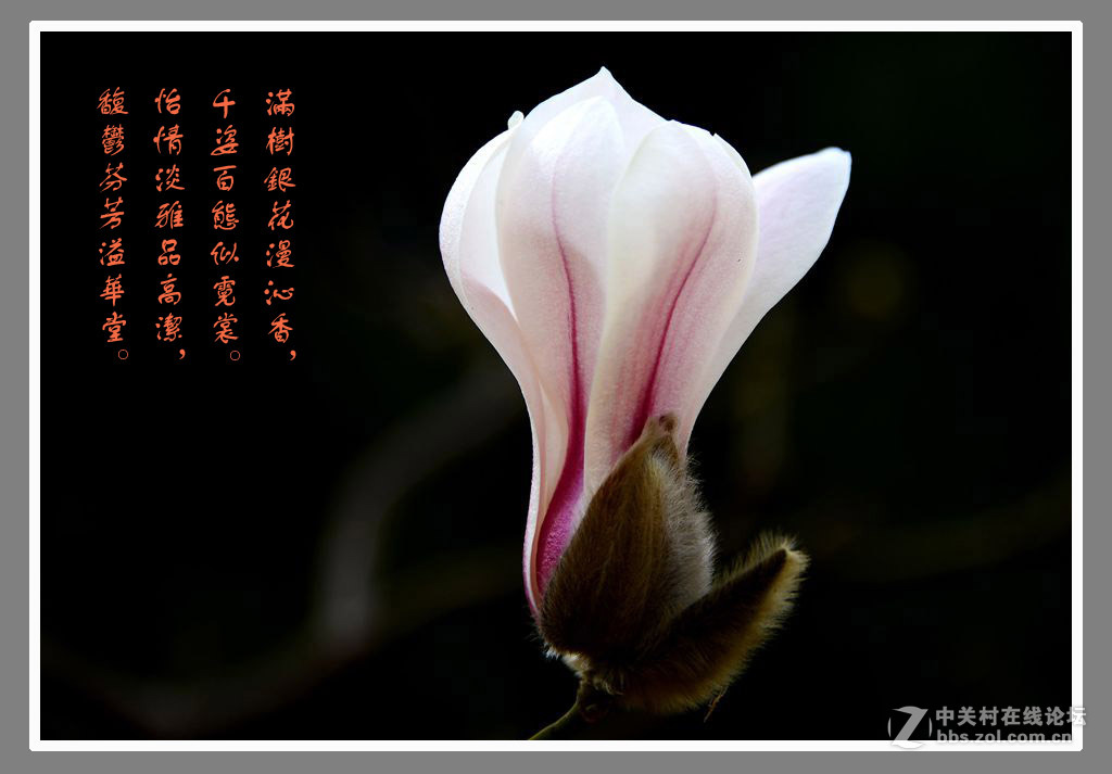 #最佳花卉作品赏析#【绚丽玉兰】 （老阿推荐）