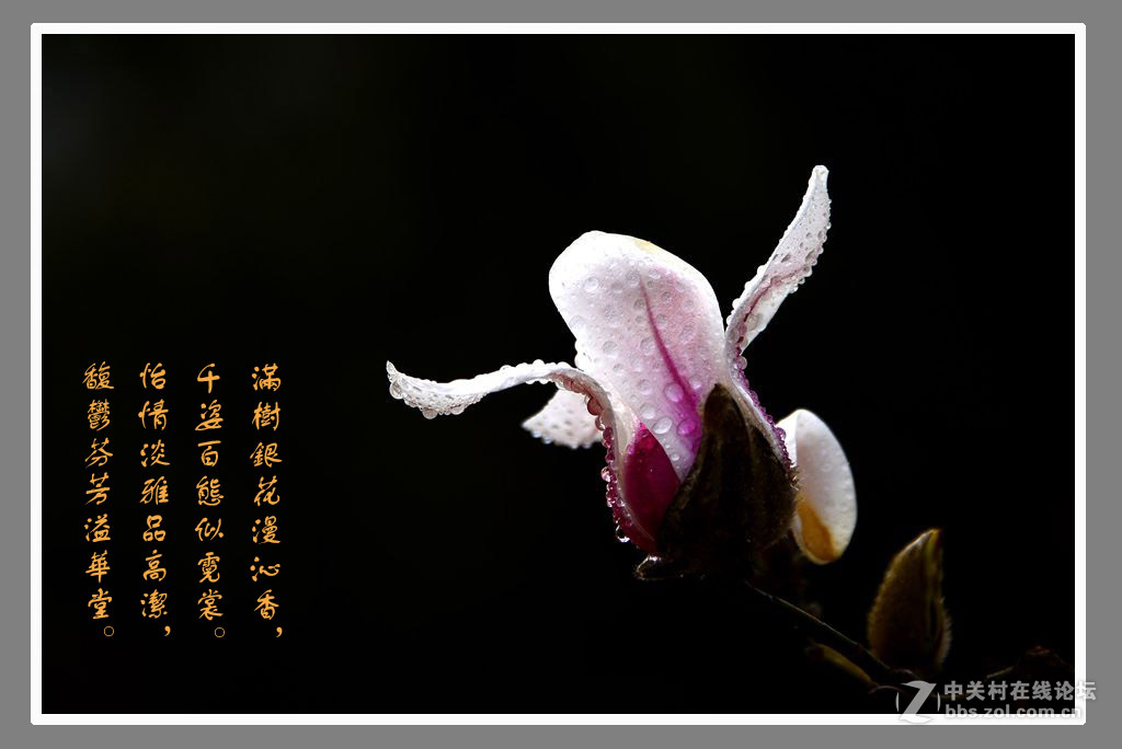 #最佳花卉作品赏析#【绚丽玉兰】 （老阿推荐）