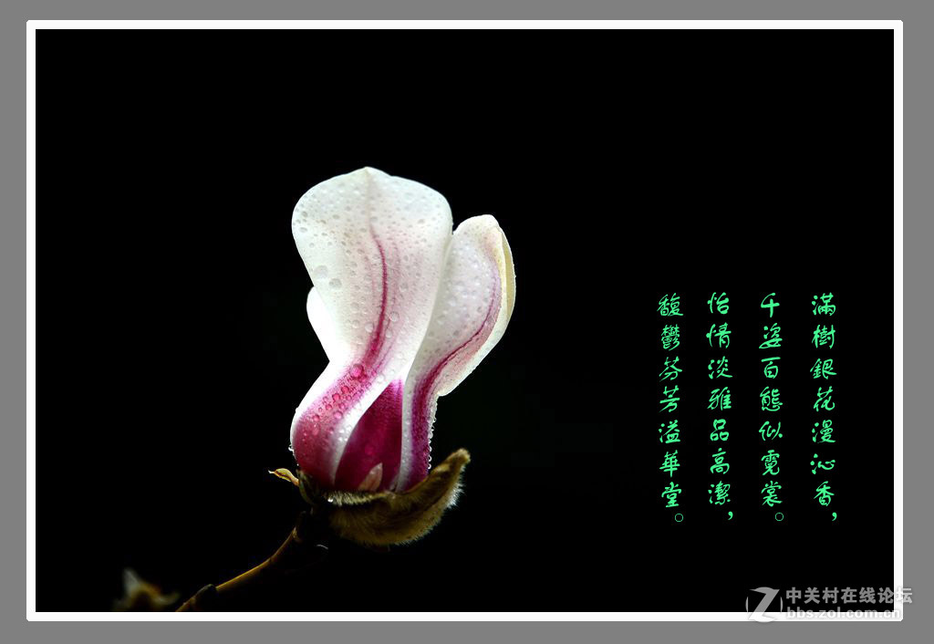 #最佳花卉作品赏析#【绚丽玉兰】 （老阿推荐）