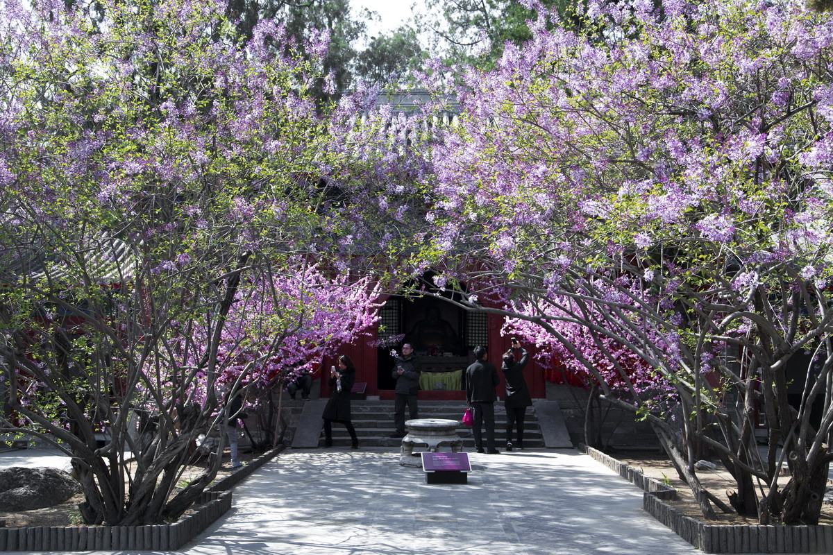 北京大觉寺之春