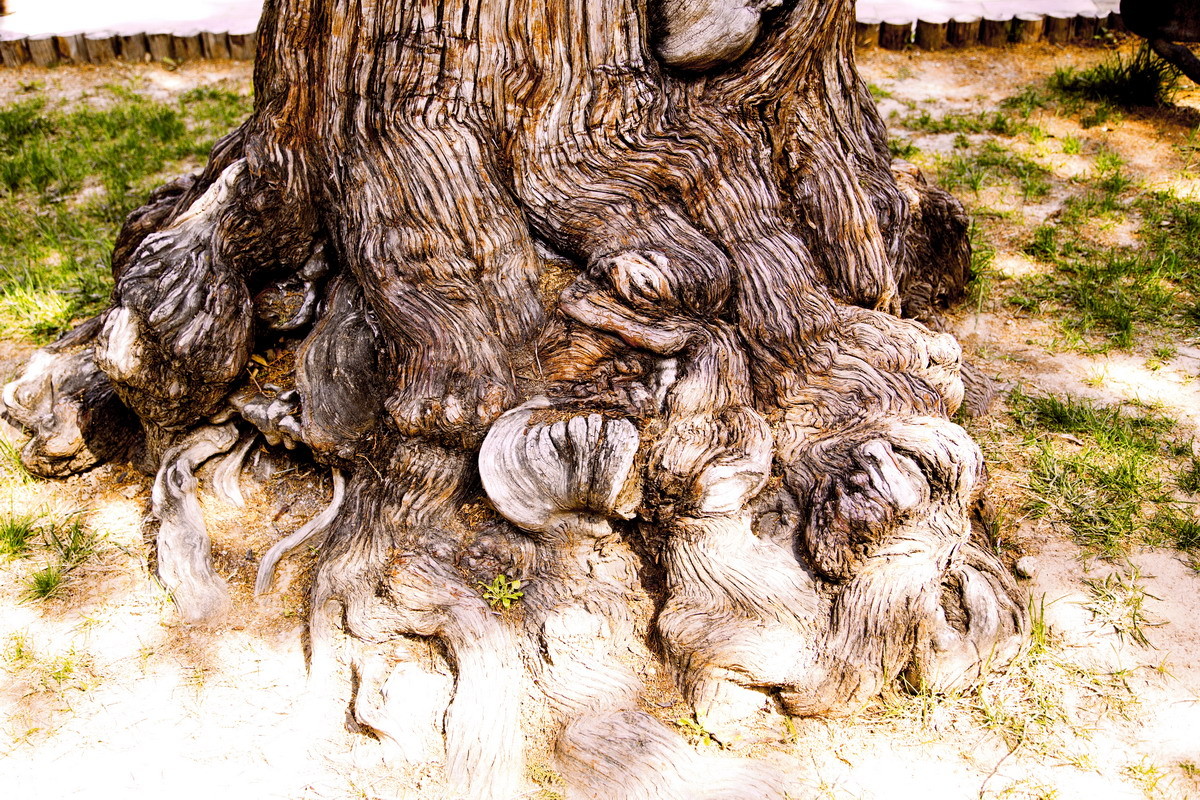 北京大觉寺之春