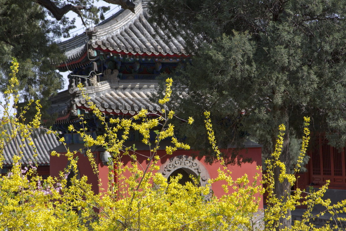 北京大觉寺之春