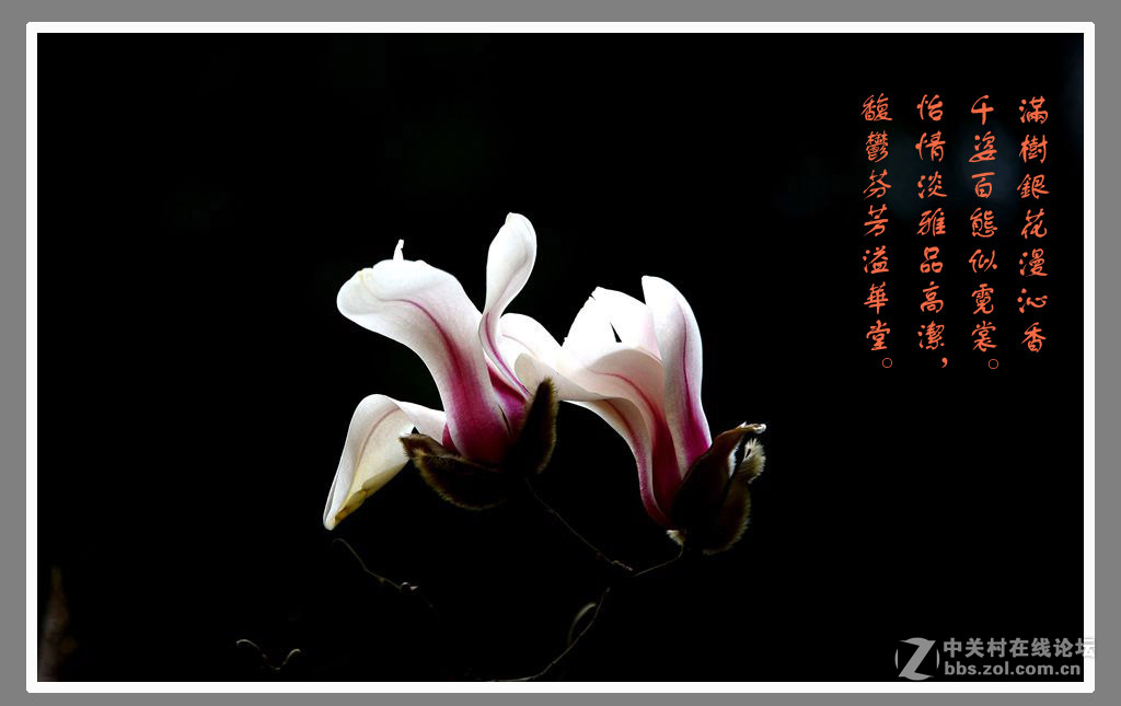 #最佳花卉作品赏析#【绚丽玉兰】 （老阿推荐）