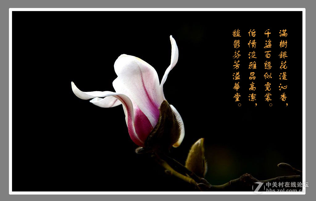 #最佳花卉作品赏析#【绚丽玉兰】 （老阿推荐）