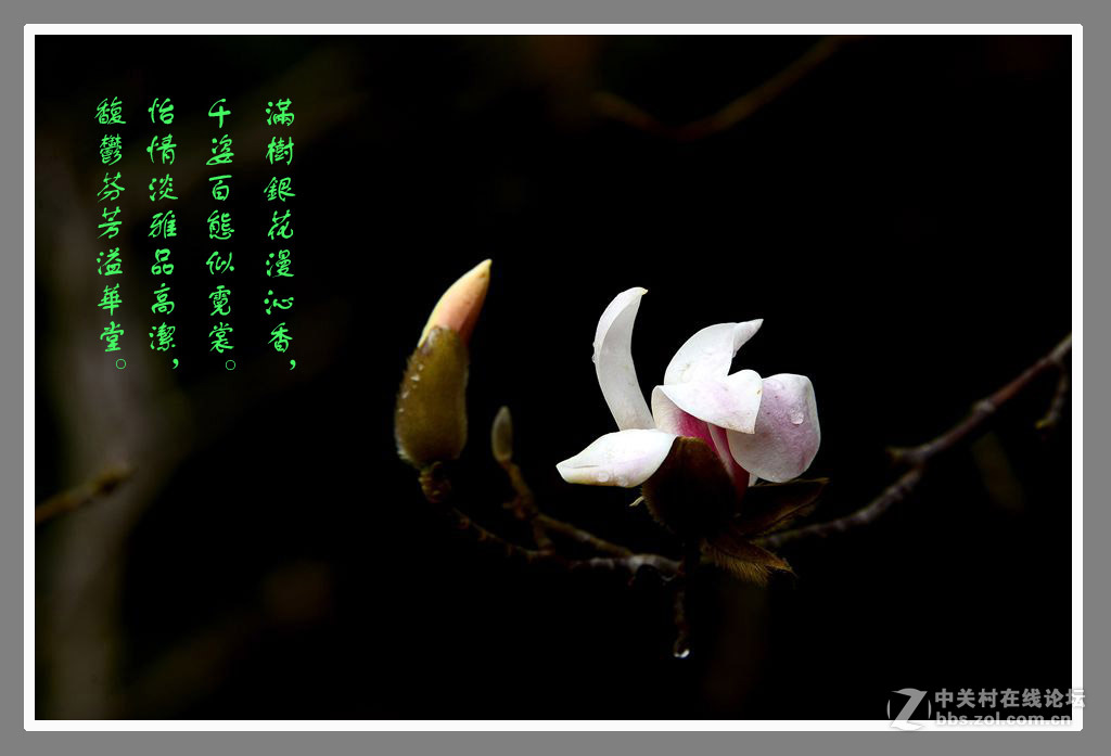 #最佳花卉作品赏析#【绚丽玉兰】 （老阿推荐）