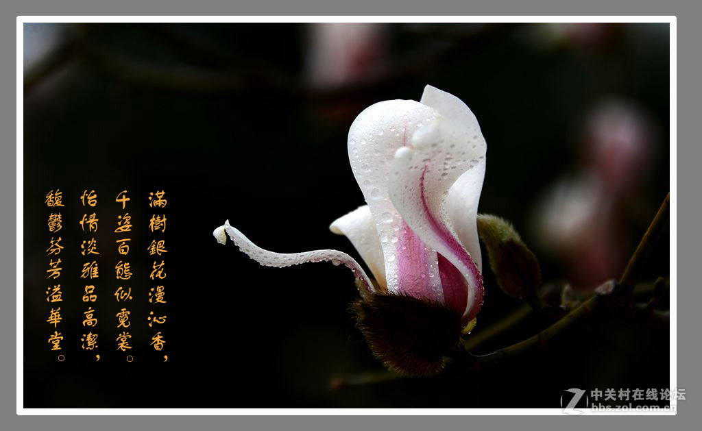 #最佳花卉作品赏析#【绚丽玉兰】 （老阿推荐）