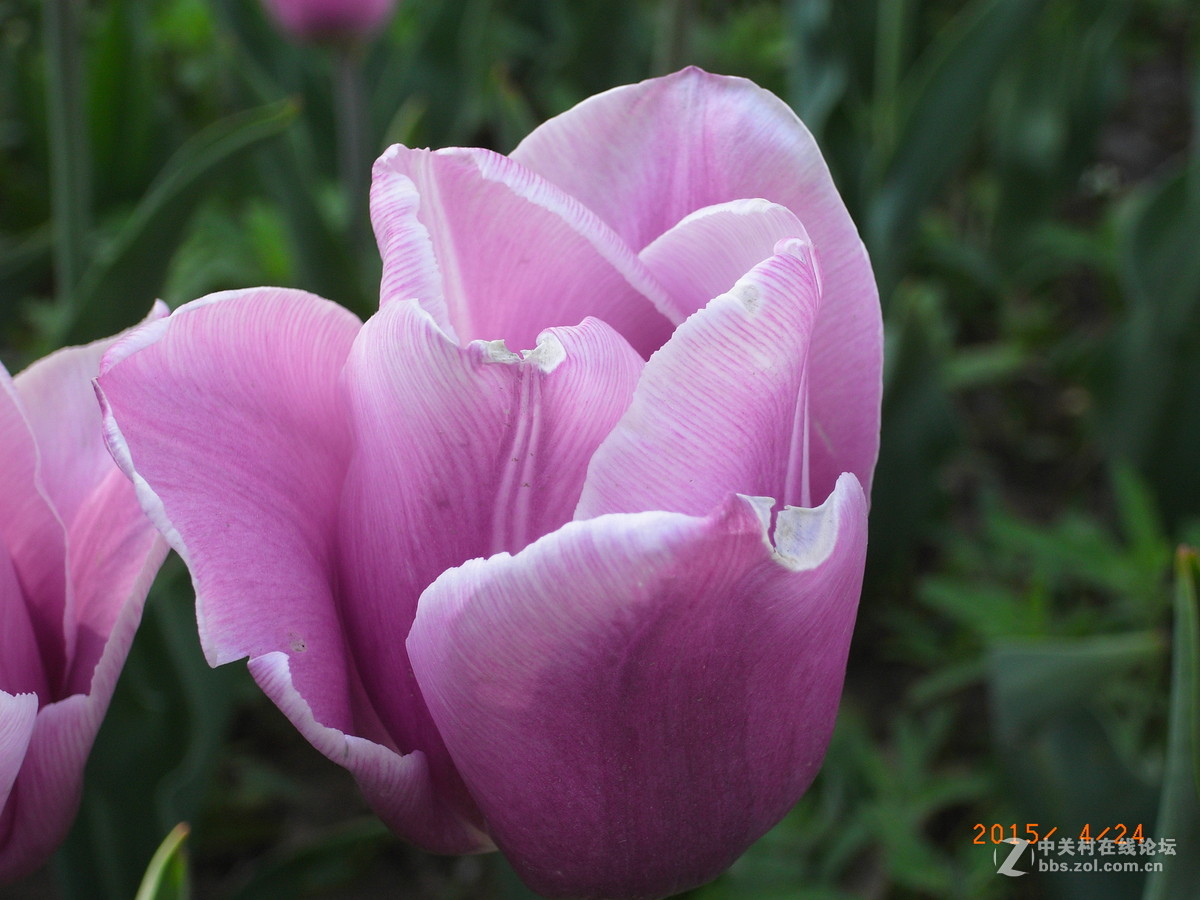 北京植物园 2015年郁金香等