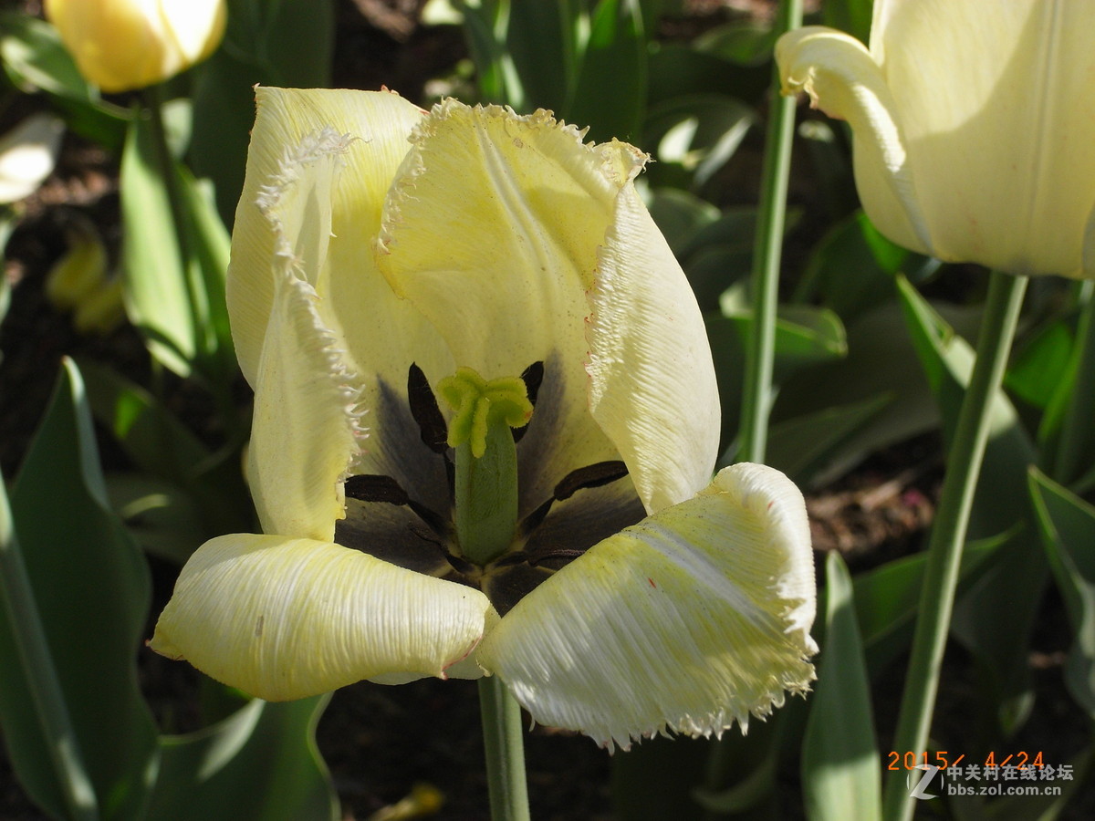 北京植物园 2015年郁金香等