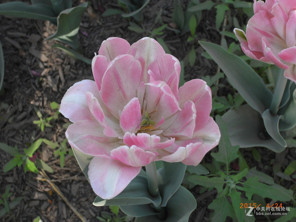 北京植物园 2015年郁金香等