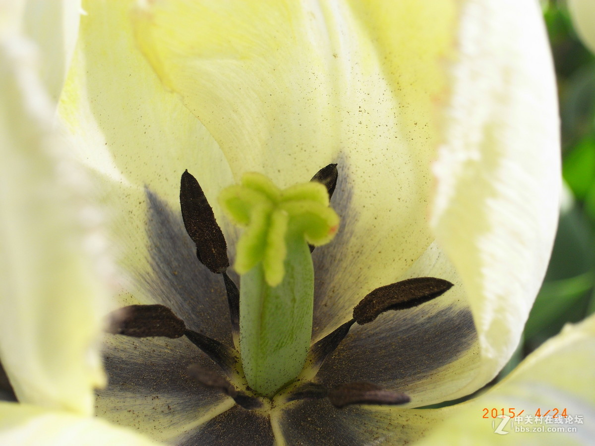 北京植物园 2015年郁金香等