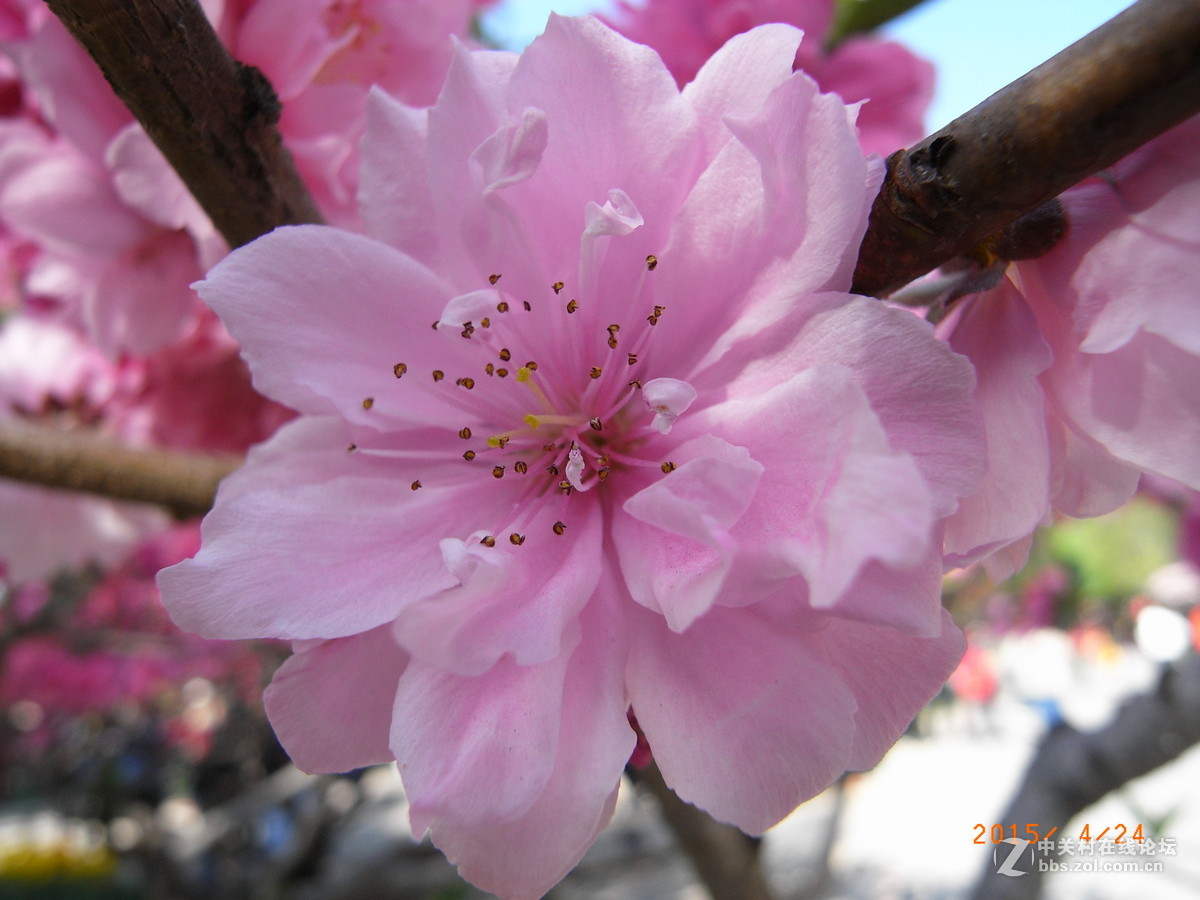 北京植物园 2015年郁金香等