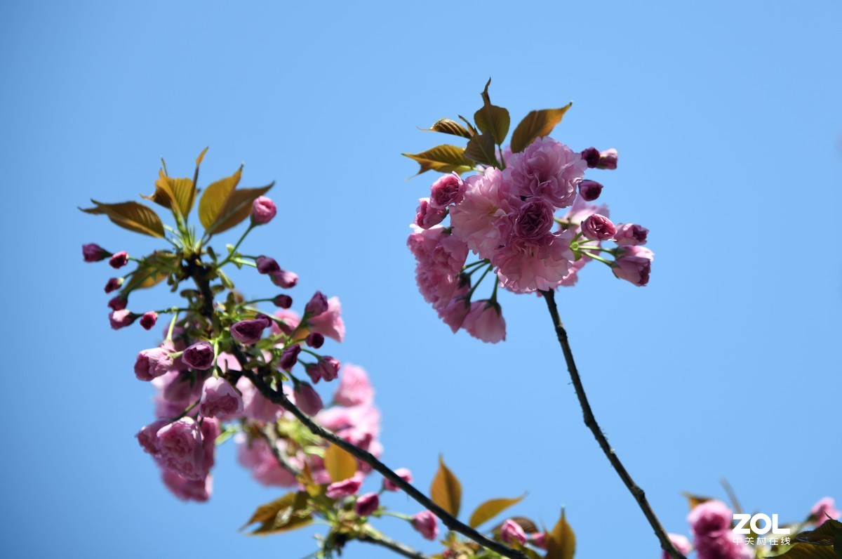尼克尔24一120拍的樱花 桃花