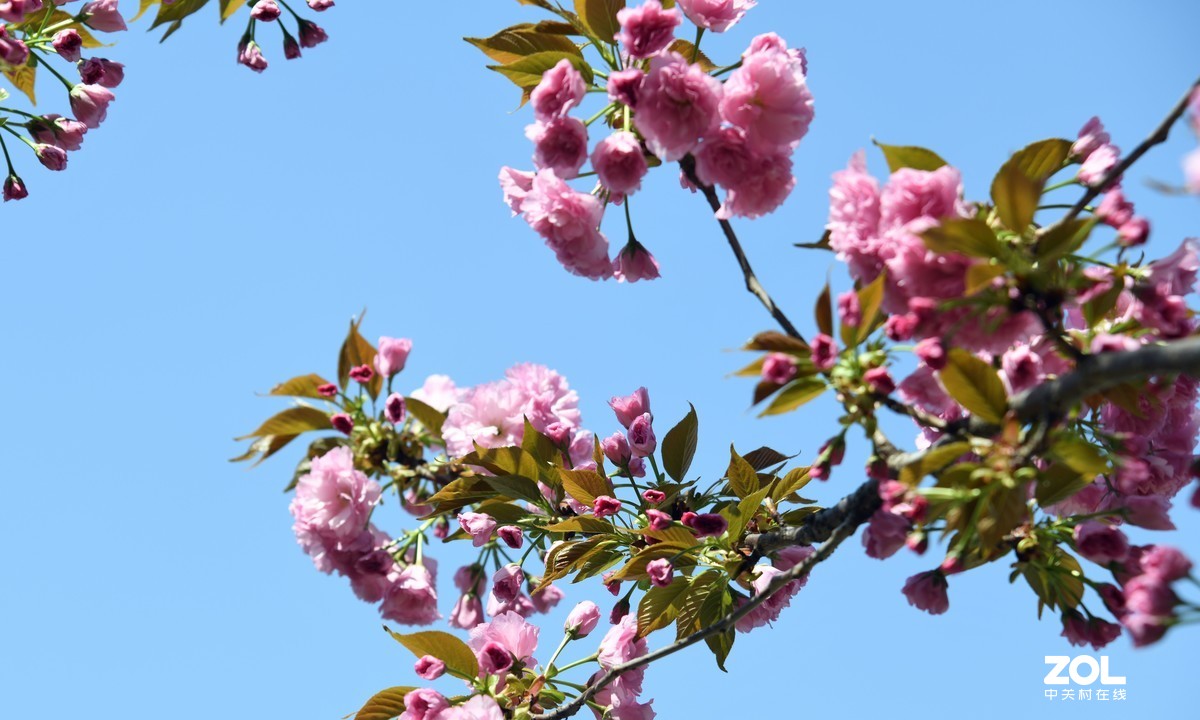 尼克尔24一120拍的樱花 桃花