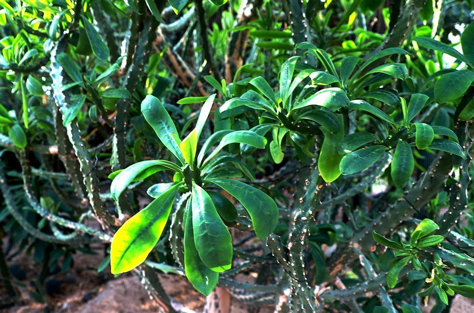 幻城仙境（拍摄于天津滨海生态农业科技园区）—6