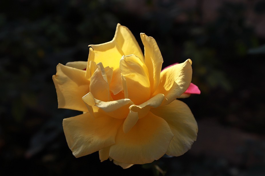 幻城仙境（拍摄于天津滨海生态农业科技园区）—6