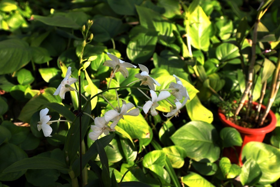 幻城仙境（拍摄于天津滨海生态农业科技园区）—6
