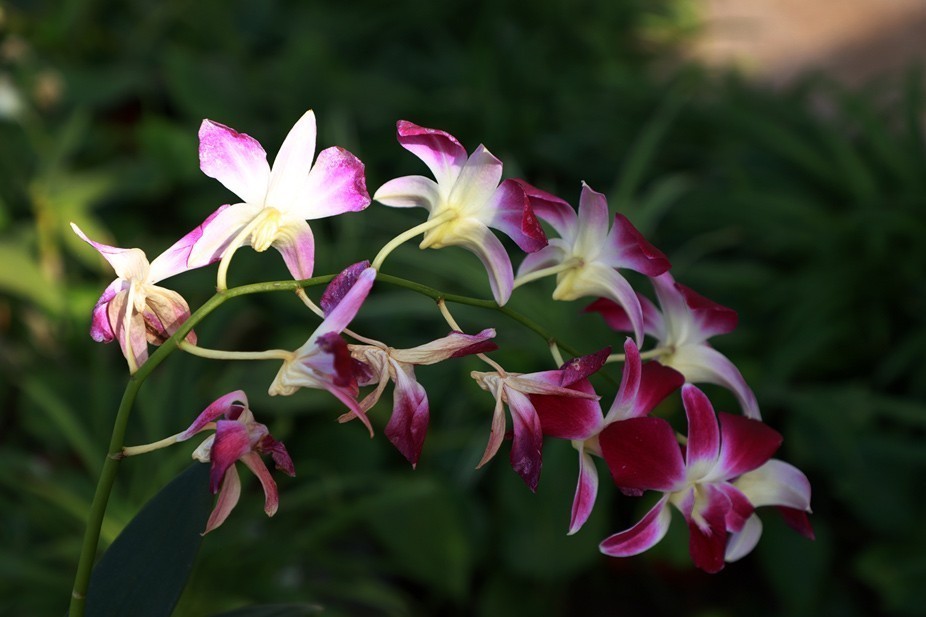 幻城仙境（拍摄于天津滨海生态农业科技园区）—6