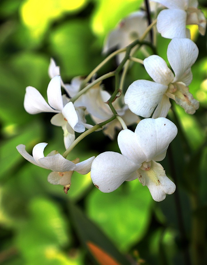幻城仙境（拍摄于天津滨海生态农业科技园区）—6