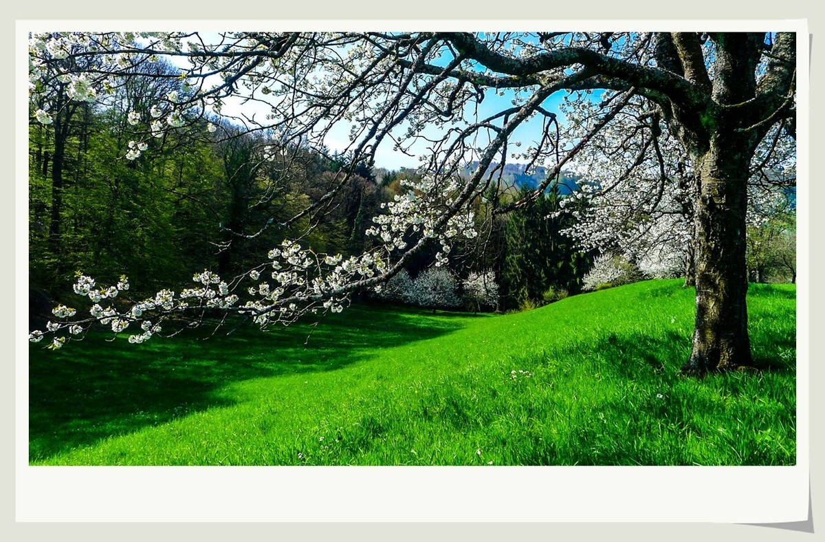 携黑森林春光(南德)拜兄弟星空(中国)--祝师友快乐安康!!!