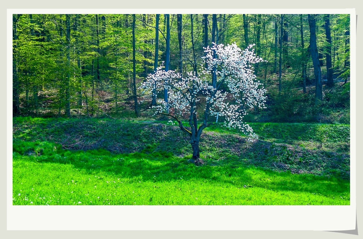 携黑森林春光(南德)拜兄弟星空(中国)--祝师友快乐安康!!!