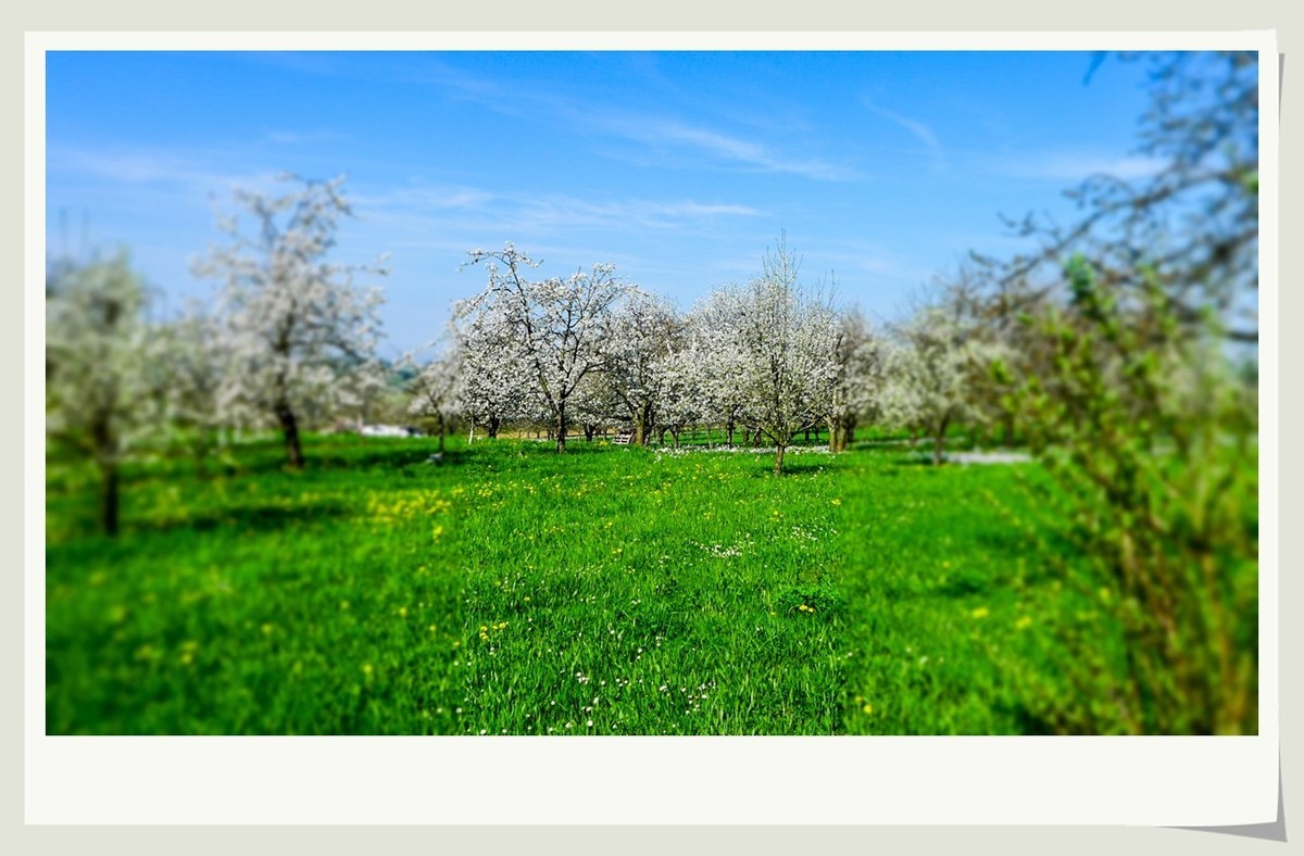 携黑森林春光(南德)拜兄弟星空(中国)--祝师友快乐安康!!!