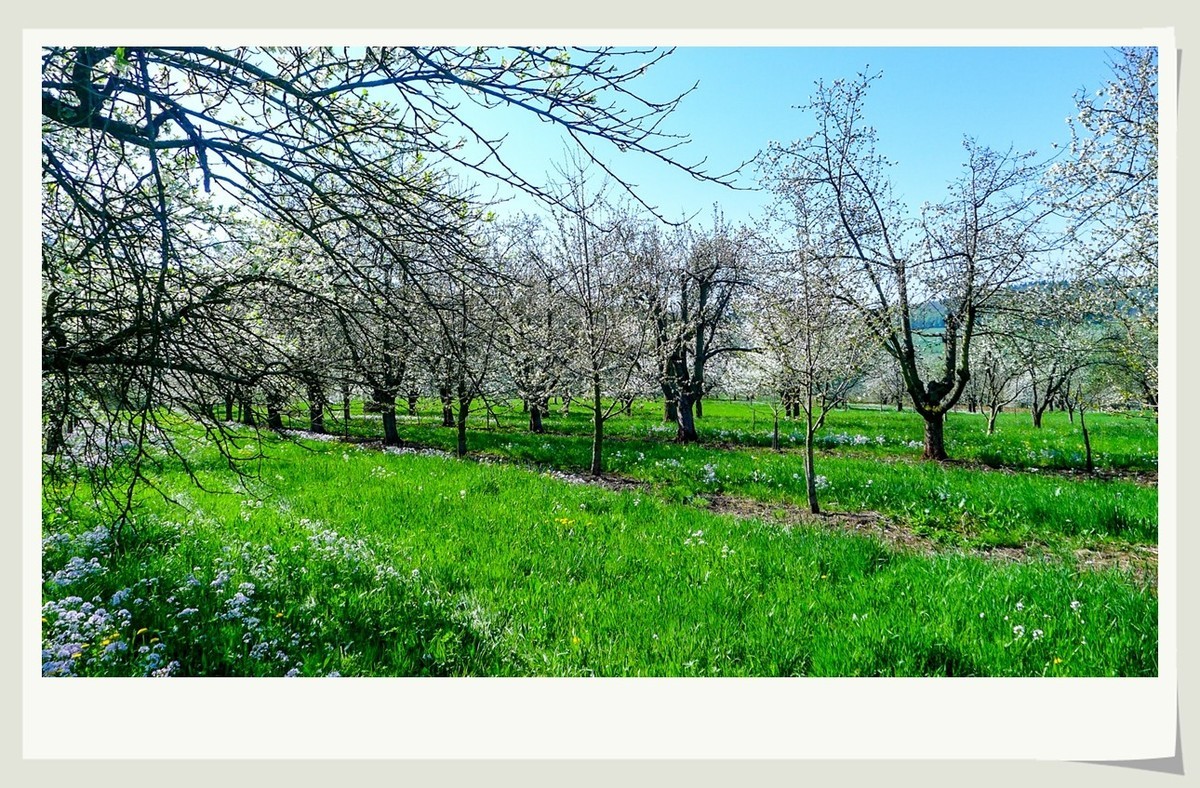 携黑森林春光(南德)拜兄弟星空(中国)--祝师友快乐安康!!!