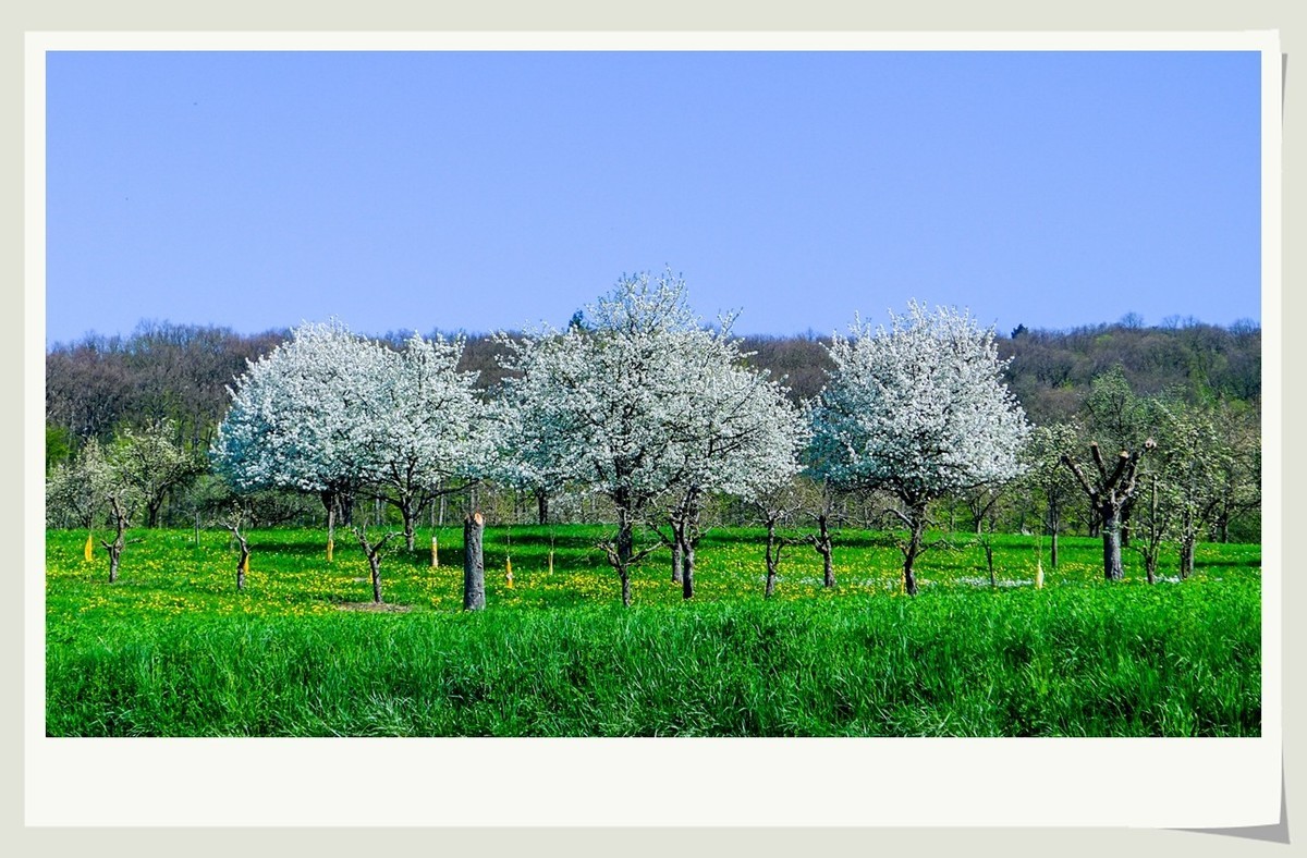 携黑森林春光(南德)拜兄弟星空(中国)--祝师友快乐安康!!!