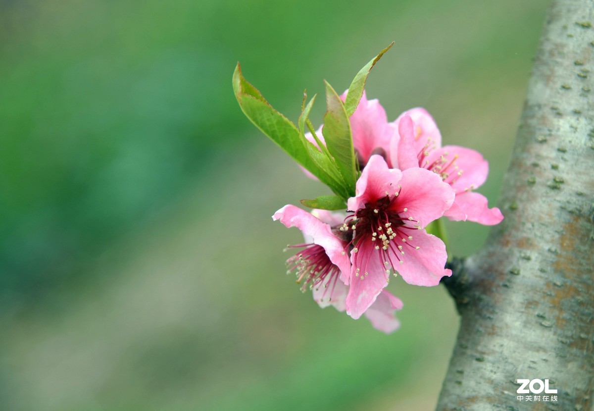 尼克尔24一120拍的樱花 桃花