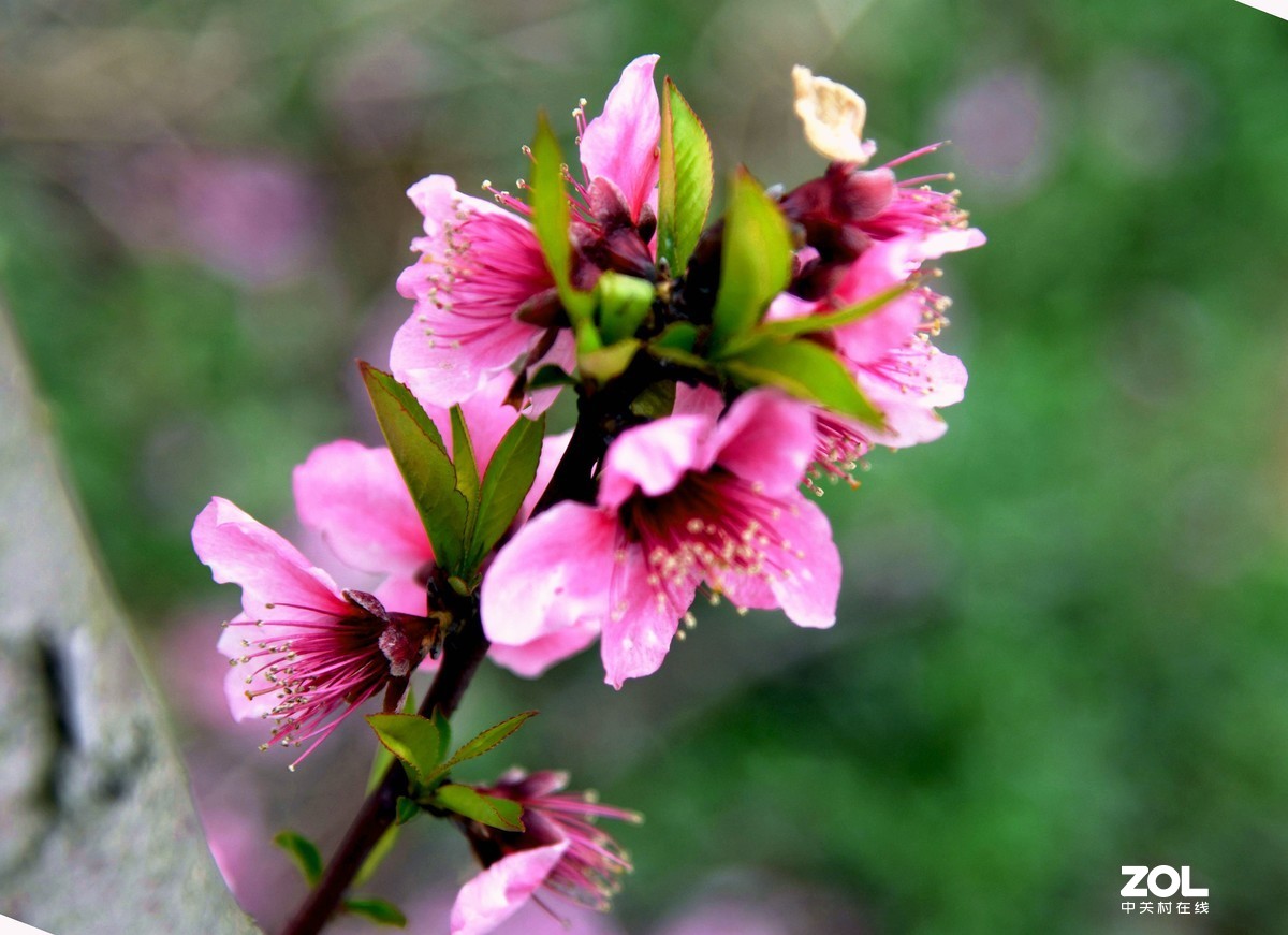尼克尔24一120拍的樱花 桃花