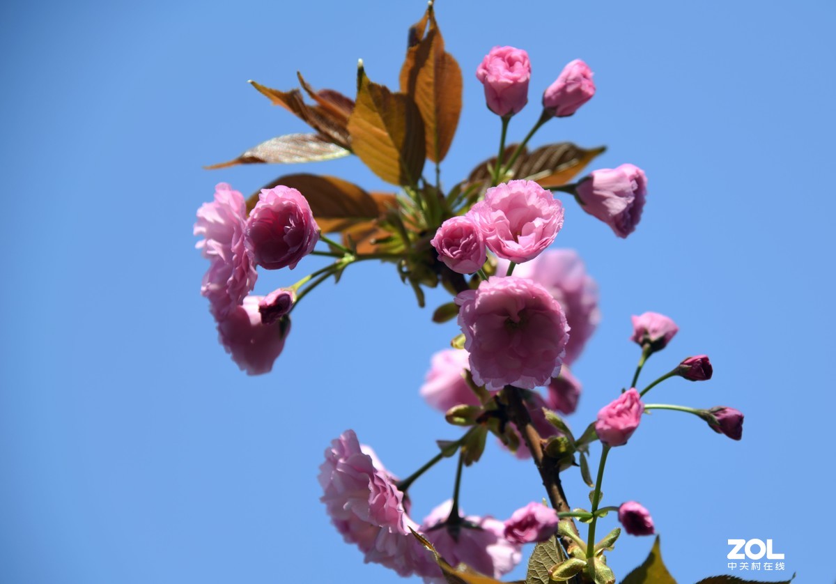 尼克尔24一120拍的樱花 桃花